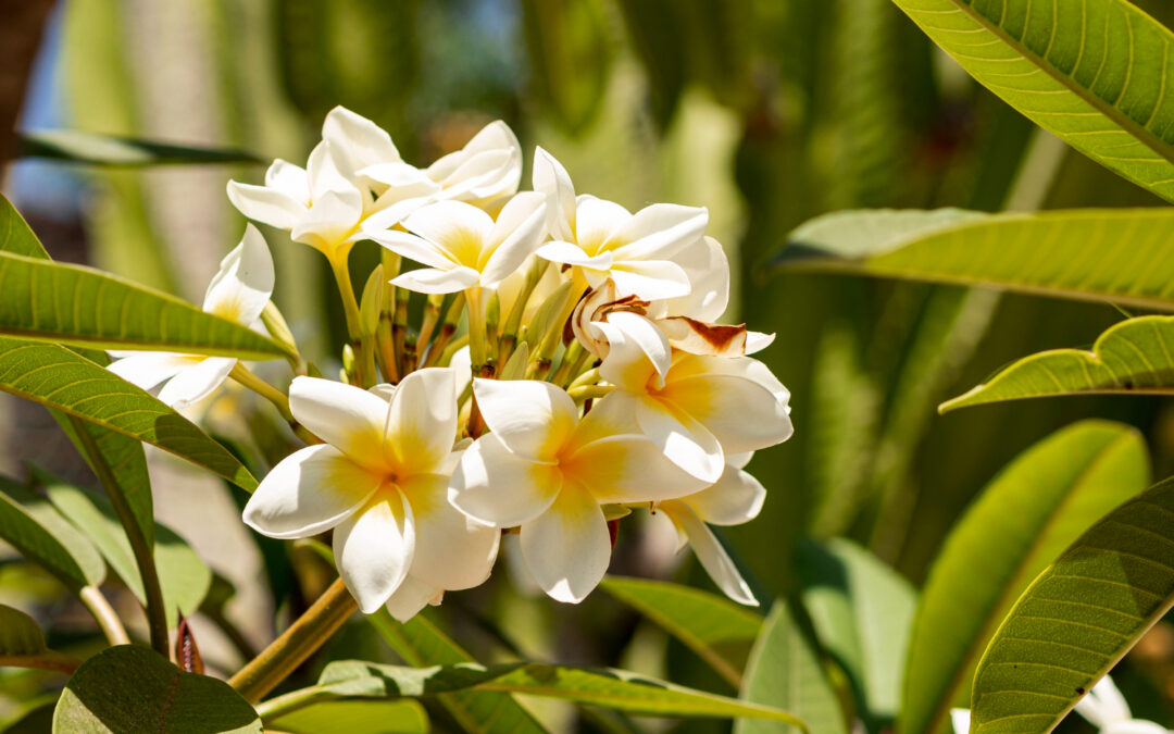 La fleur de Tiare